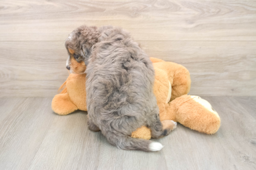 Playful Mini Bernese Poodle Poodle Mix Puppy