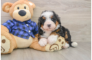 Playful Mini Bernesedoodle Poodle Mix Puppy
