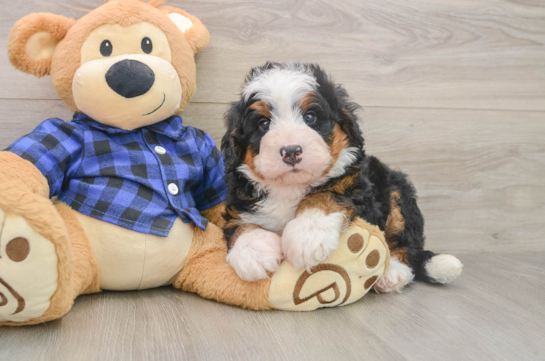 Playful Mini Bernesedoodle Poodle Mix Puppy