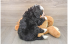 Mini Bernedoodle Puppy for Adoption