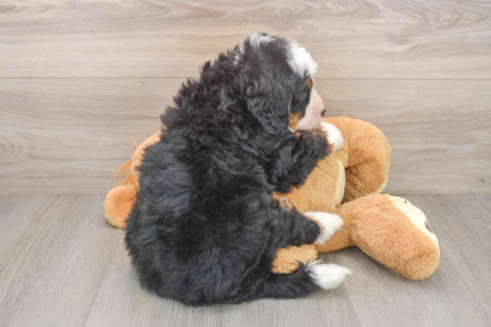 Mini Bernedoodle Puppy for Adoption