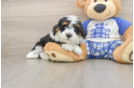 Smart Mini Bernedoodle Poodle Mix Pup
