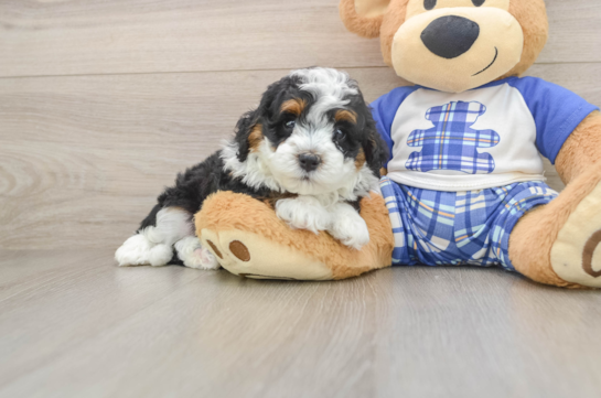 Smart Mini Bernedoodle Poodle Mix Pup