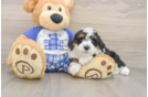 Mini Bernedoodle Pup Being Cute