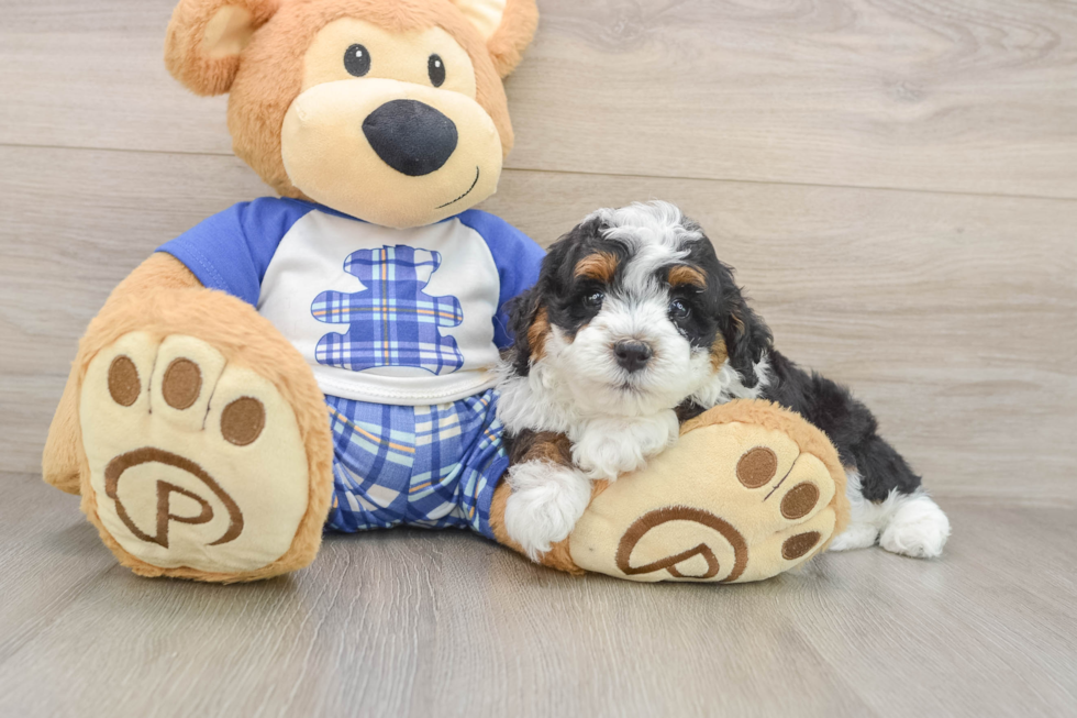 Mini Bernedoodle Pup Being Cute