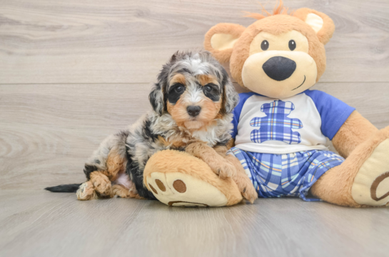 Mini Bernedoodle Pup Being Cute