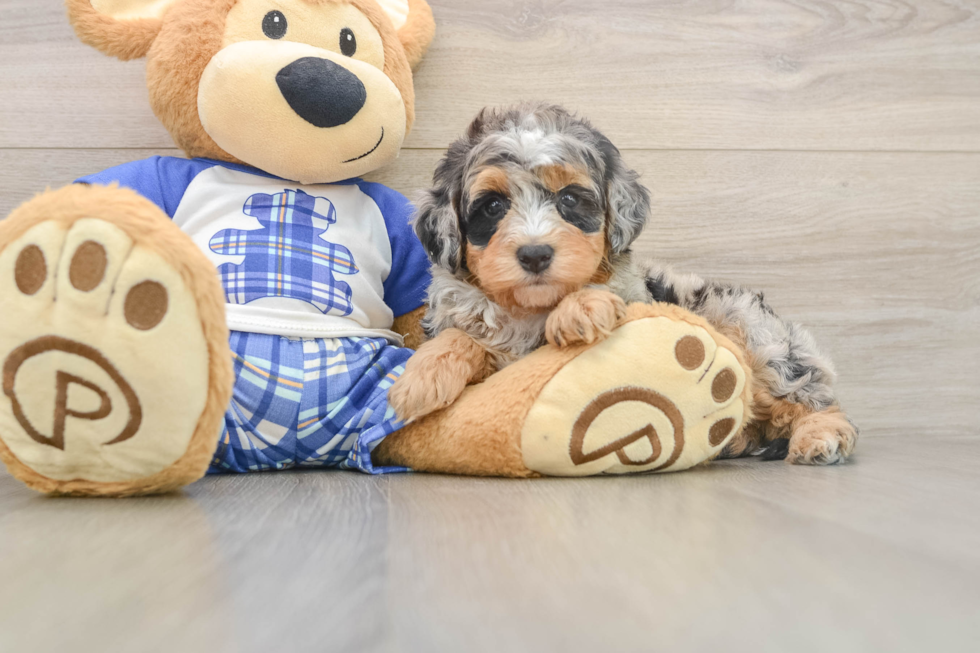 Petite Mini Bernedoodle Poodle Mix Pup