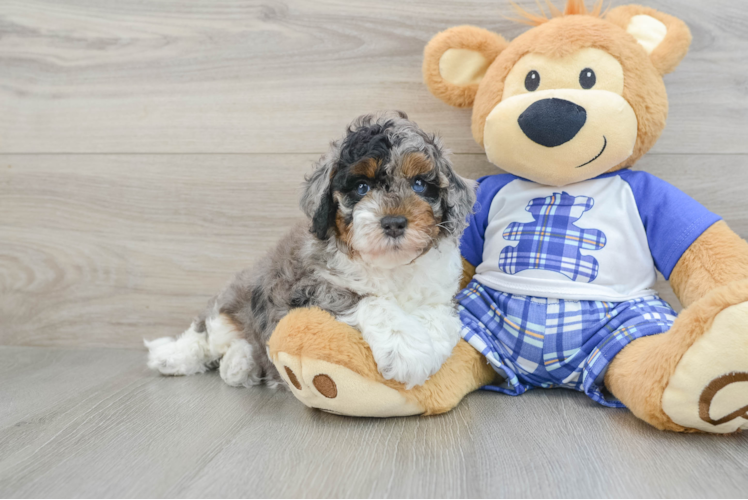 Happy Mini Bernedoodle Baby