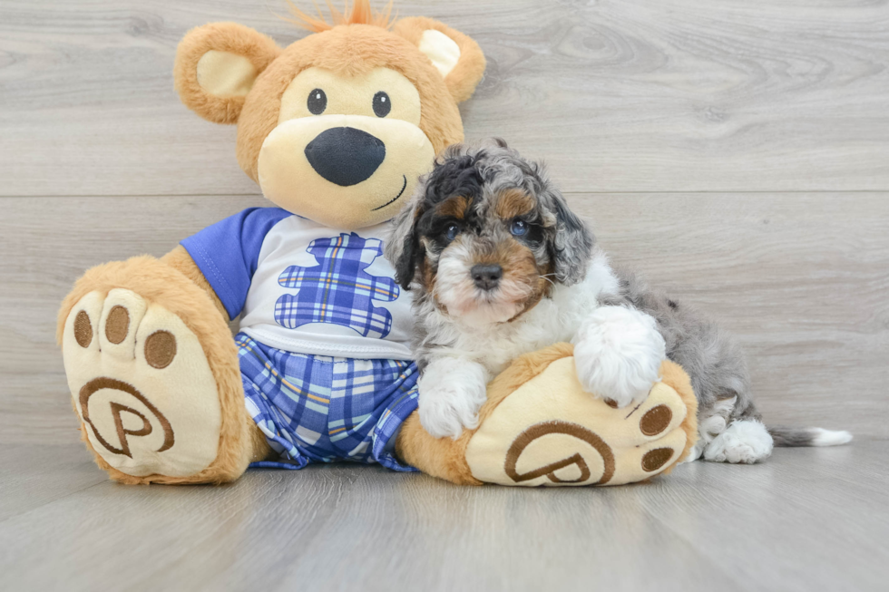 Best Mini Bernedoodle Baby