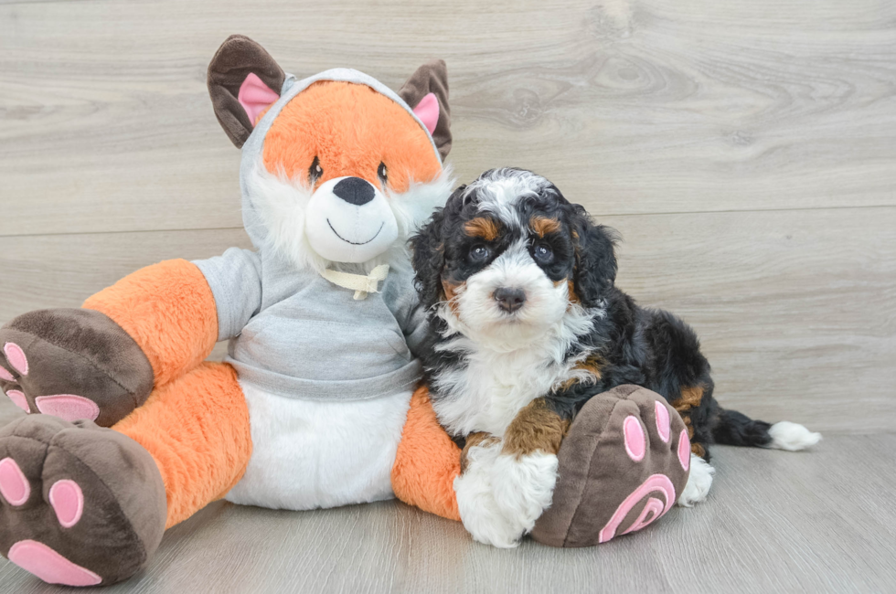 6 week old Mini Bernedoodle Puppy For Sale - Florida Fur Babies