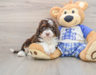 5 week old Mini Bernedoodle Puppy For Sale - Florida Fur Babies