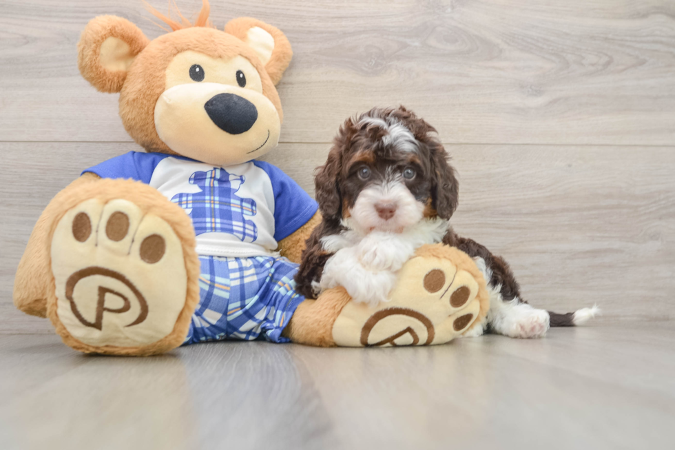 Best Mini Bernedoodle Baby