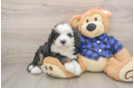 Mini Bernedoodle Puppy for Adoption
