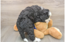Mini Bernedoodle Puppy for Adoption