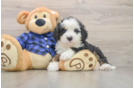 Best Mini Bernedoodle Baby