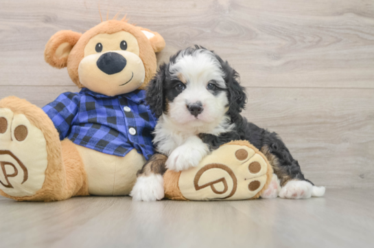 Best Mini Bernedoodle Baby