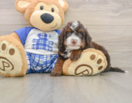 6 week old Mini Bernedoodle Puppy For Sale - Florida Fur Babies