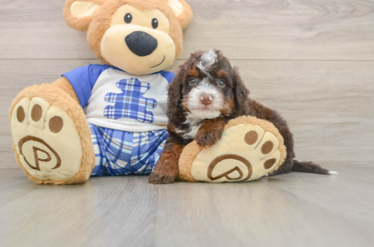 Mini Bernedoodle Puppy for Adoption