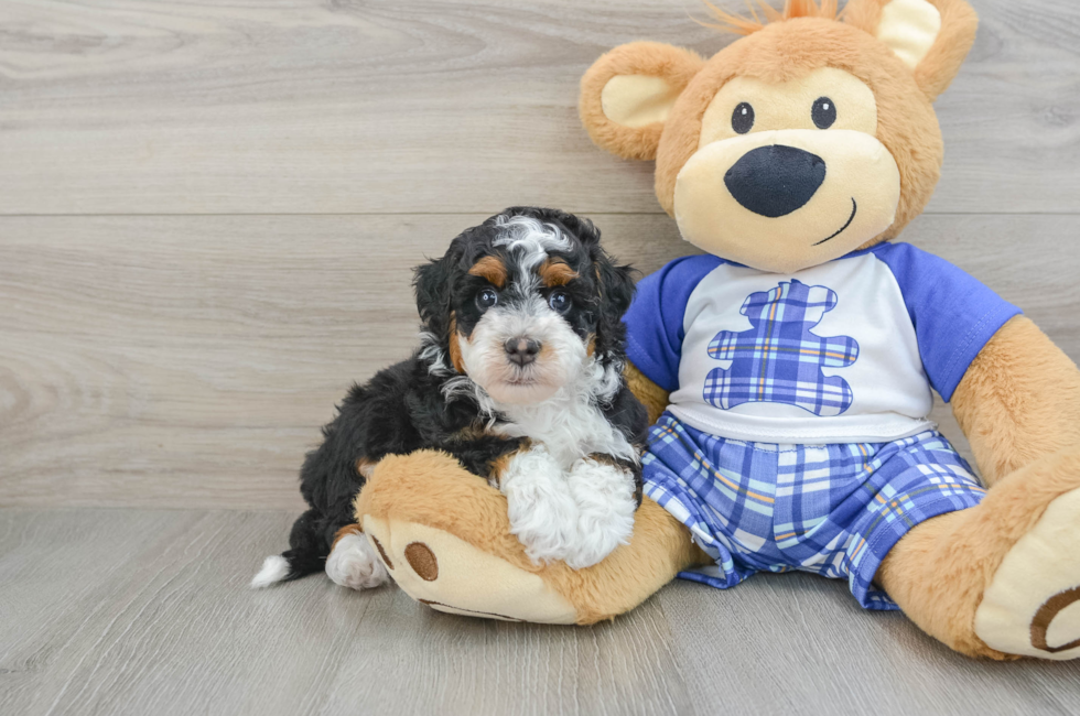 6 week old Mini Bernedoodle Puppy For Sale - Florida Fur Babies