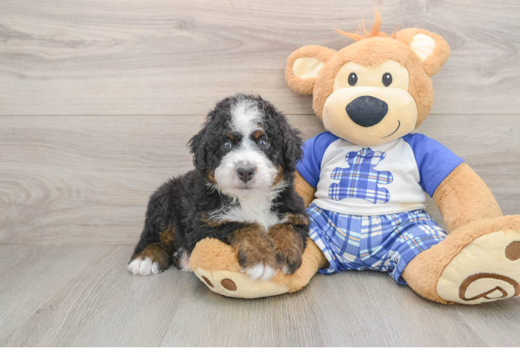 Mini Bernedoodle Pup Being Cute