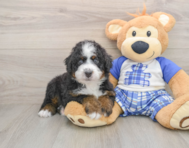 5 week old Mini Bernedoodle Puppy For Sale - Florida Fur Babies