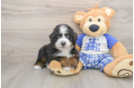 Mini Bernedoodle Pup Being Cute