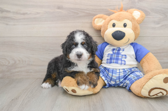 Mini Bernedoodle Pup Being Cute