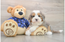 Petite Mini Bernedoodle Poodle Mix Pup