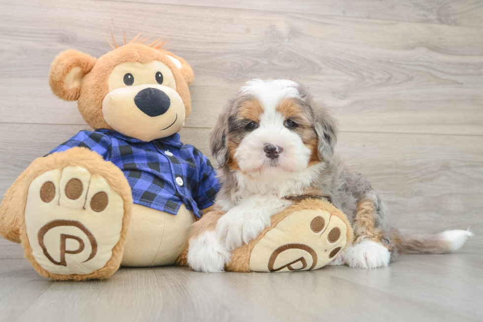 Petite Mini Bernedoodle Poodle Mix Pup