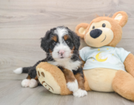 6 week old Mini Bernedoodle Puppy For Sale - Florida Fur Babies