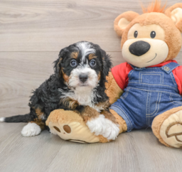 5 week old Mini Bernedoodle Puppy For Sale - Florida Fur Babies