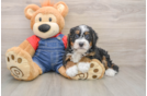 Best Mini Bernedoodle Baby
