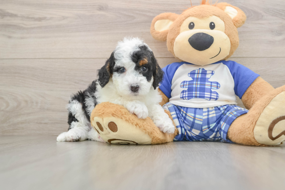 Mini Bernedoodle Pup Being Cute