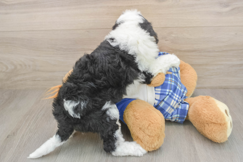 Cute Mini Bernedoodle Baby