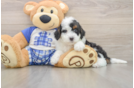 Mini Bernedoodle Puppy for Adoption