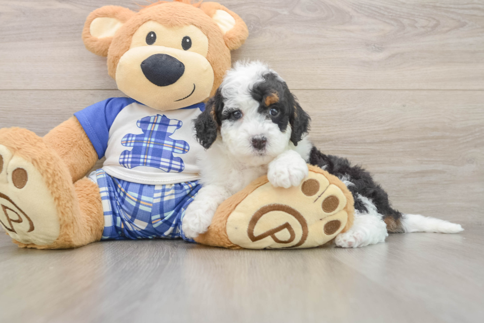 Mini Bernedoodle Puppy for Adoption