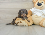 6 week old Mini Doxiedoodle Puppy For Sale - Florida Fur Babies