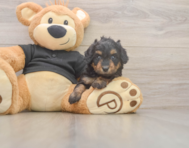 5 week old Mini Doxiedoodle Puppy For Sale - Florida Fur Babies