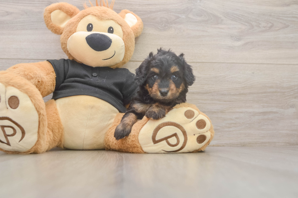 5 week old Mini Doxiedoodle Puppy For Sale - Florida Fur Babies