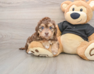 5 week old Mini Doxiedoodle Puppy For Sale - Florida Fur Babies
