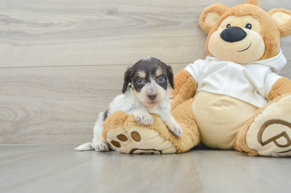 7 week old Mini Doxiedoodle Puppy For Sale - Florida Fur Babies