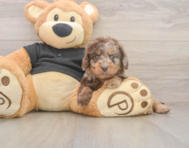 5 week old Mini Doxiedoodle Puppy For Sale - Florida Fur Babies