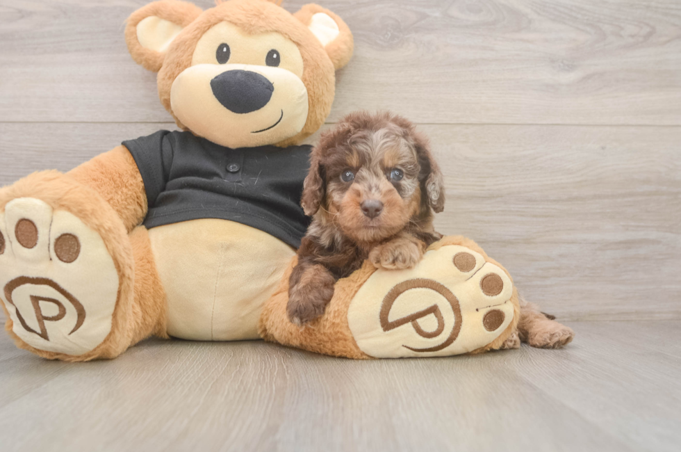 5 week old Mini Doxiedoodle Puppy For Sale - Florida Fur Babies