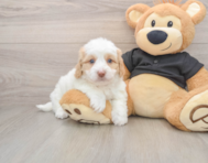 5 week old Mini Doxiedoodle Puppy For Sale - Florida Fur Babies