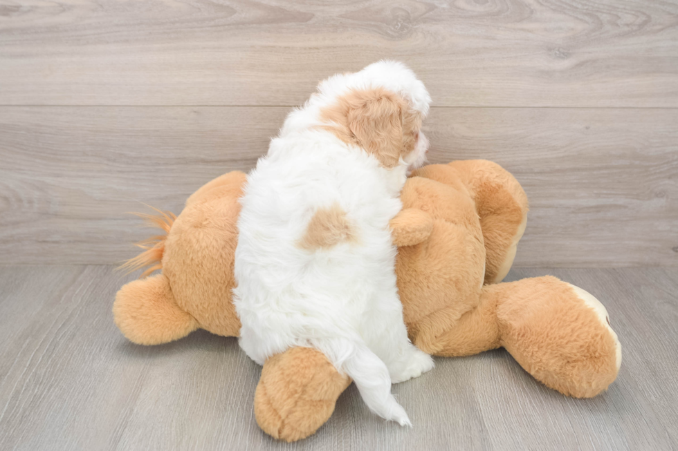 Best Mini Doxiedoodle Baby