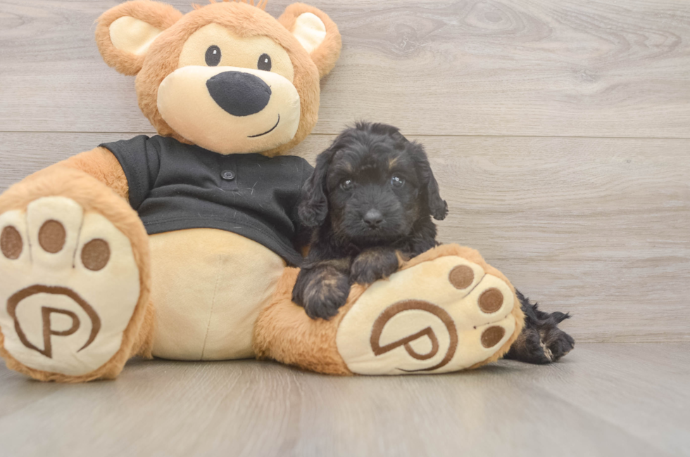 5 week old Mini Doxiedoodle Puppy For Sale - Florida Fur Babies