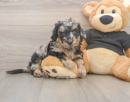 5 week old Mini Doxiedoodle Puppy For Sale - Florida Fur Babies