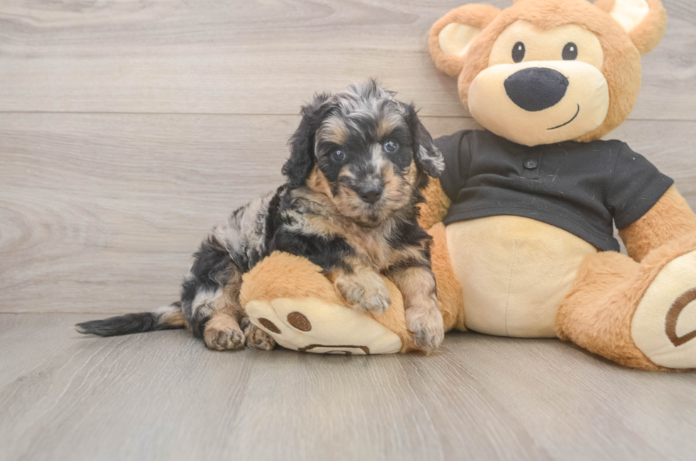 5 week old Mini Doxiedoodle Puppy For Sale - Florida Fur Babies
