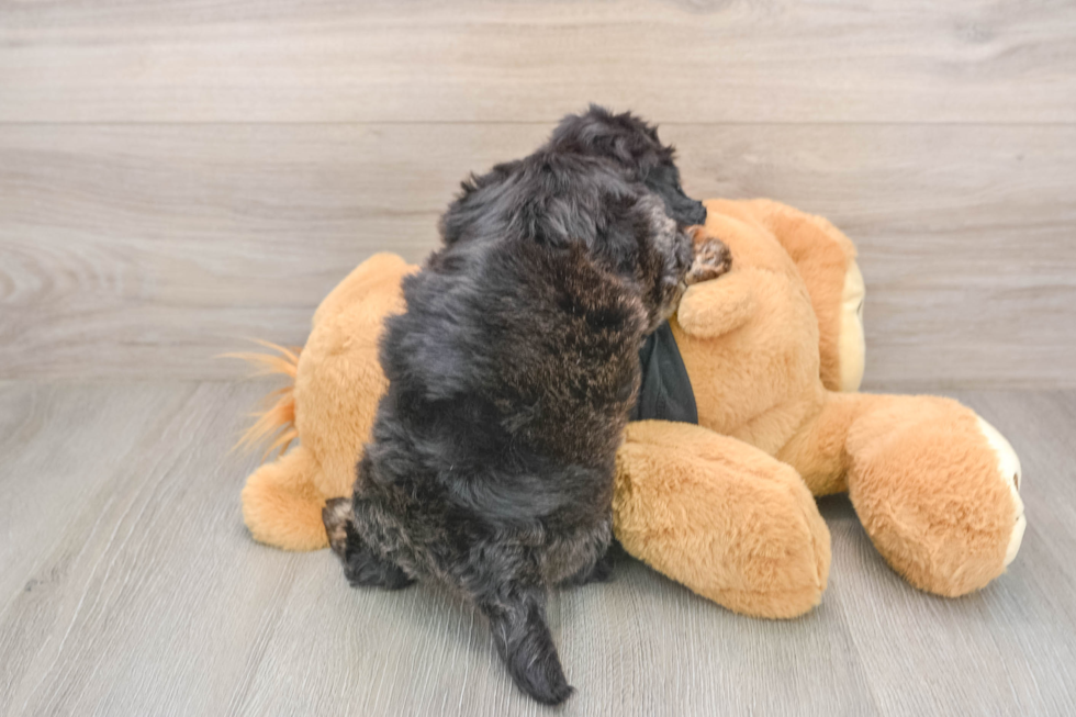 Cute Mini Doxiedoodle Baby