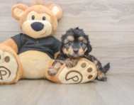 5 week old Mini Doxiedoodle Puppy For Sale - Florida Fur Babies